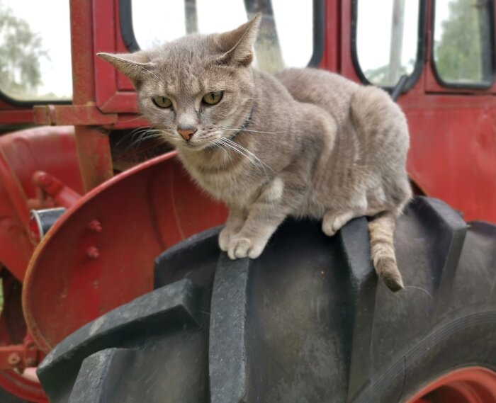 Grå katt sitter på traktordäck framför röd traktor.