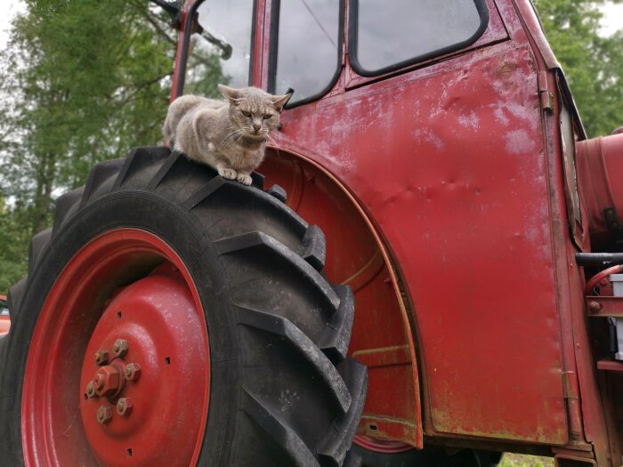 Grå katt sitter på hjulet av en röd, sliten traktor ute i naturen.