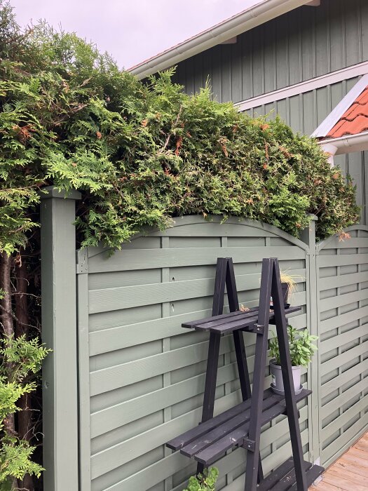 En grönskande buske överstiger ett staket, bredvid en svart trappa och en grå träbyggnad.