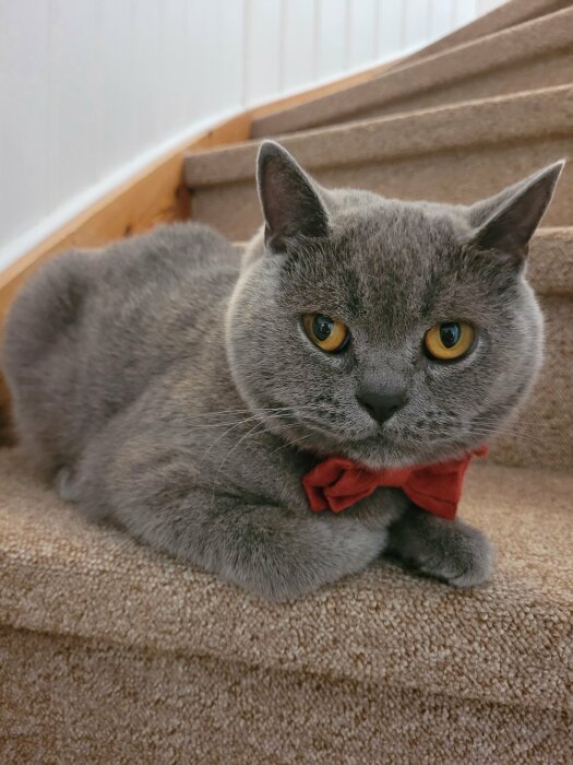 En grå katt med orangefärgade ögon och en röd fluga sitter på en trappa.