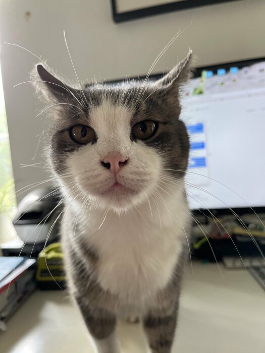 Närbild på en grå och vit katt framför en datorskärm.