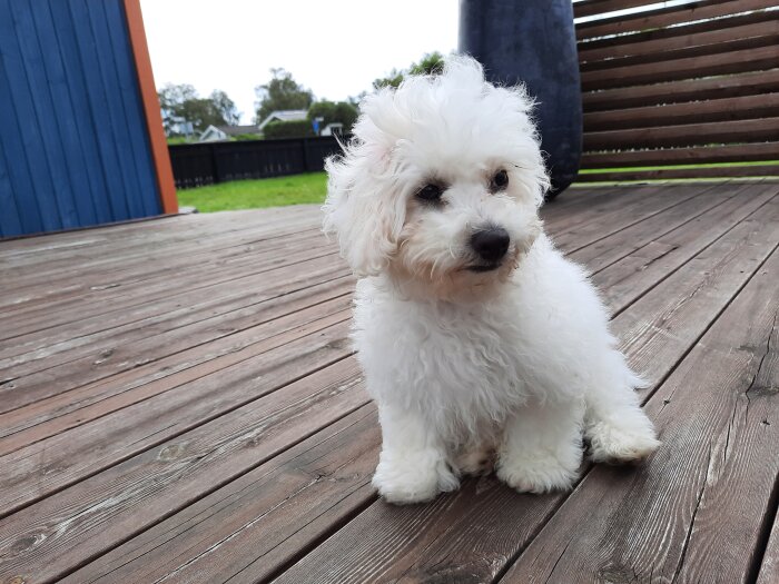 Vit fluffig hundvalp sitter på trätrall, gräs och staket i bakgrunden.