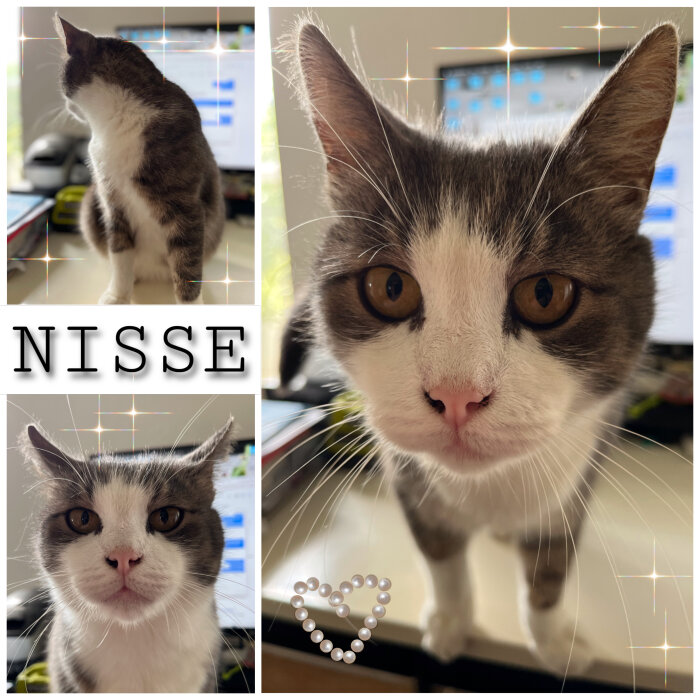 Kollage av en grå och vit katt vid namn Nisse, olika poser, inomhusmiljö, datorskärmar i bakgrunden.