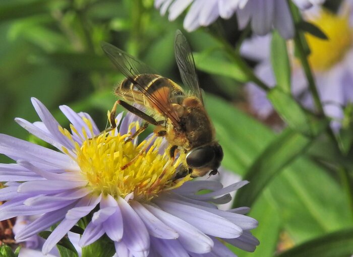 Bi-liknande insekt på lila blomma med gula mitten. Närbild, gröna blad i bakgrunden. Pollinering, makrofotografi, natur.