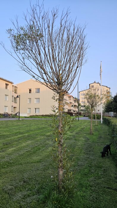 Träd utan löv i bostadsområde, gräsmatta, hund, cyklar, lägenhetsbyggnader, klar himmel, kvällsljus.