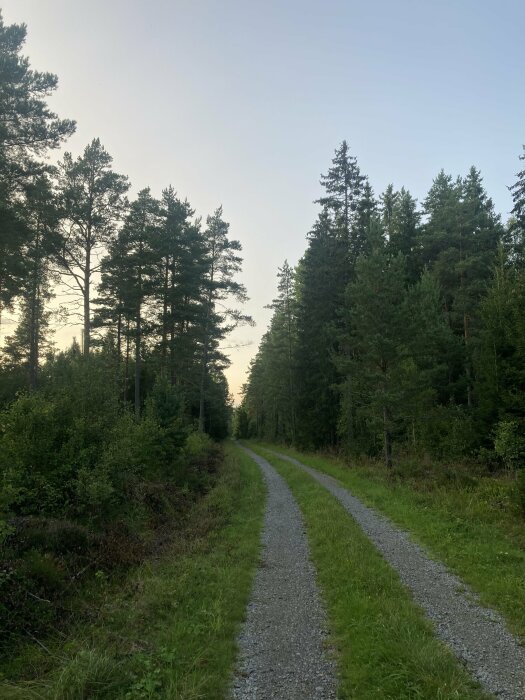 Grusväg genom skog, träd på var sida, skymningsljus, lugnt naturmiljö, ingen människa synlig.