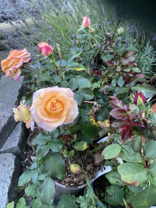 Rosa och gul rosbukett, gröna blad, lavendel, i kruka, delvis vissna blad i bakgrunden.