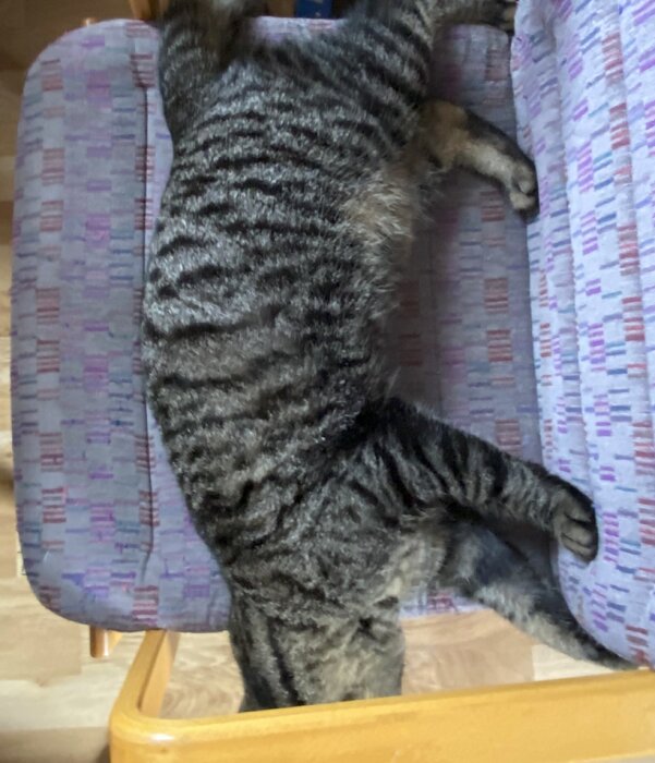 Randig katt delvis dold bakom stolsdyna. Svans och bakben synliga, lekfull eller nyfiken pose.