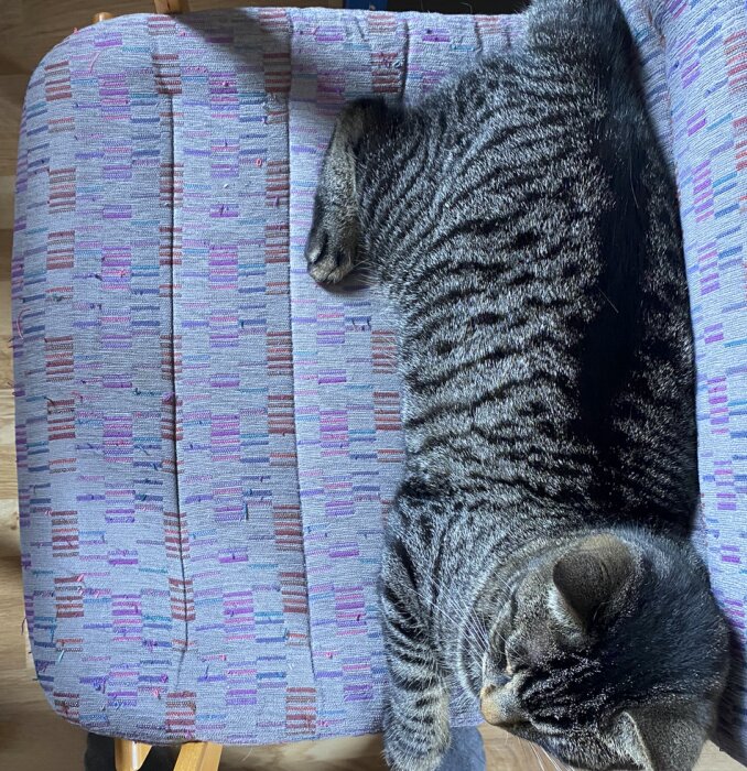 Tabbykatt slappar på en lila-mönstrad stol. Soligt. Trägolv. Avslappnad atmosfär.