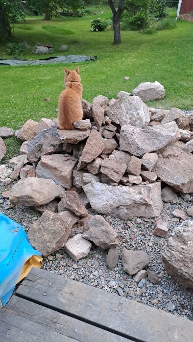 Röd katt sitter på hög med stenar och blickar ut över en grön trädgård.