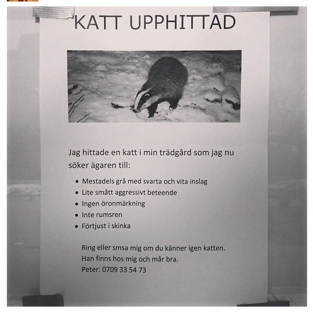 Katt.JPG