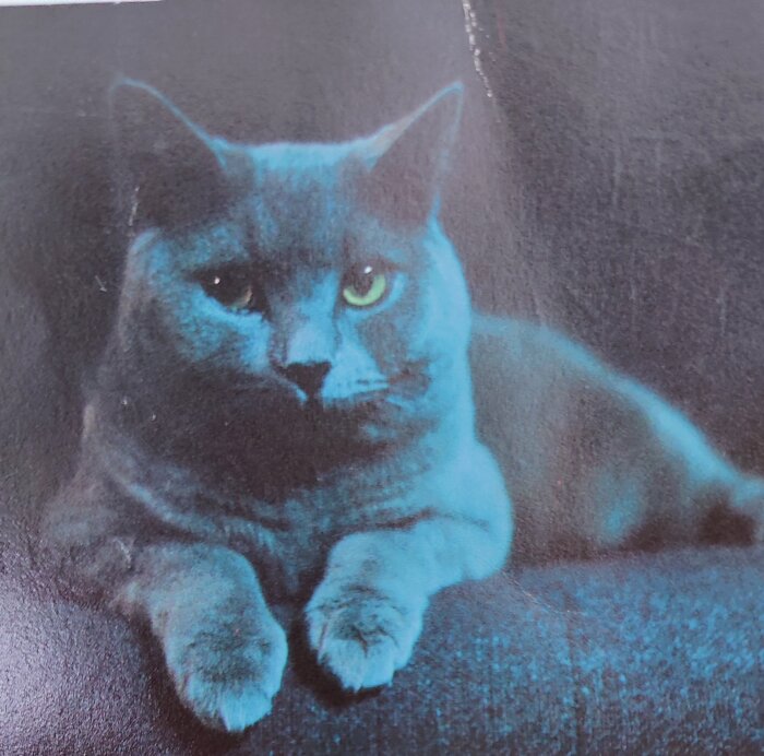 Blåtonad katt med genomträngande blick ligger ner. Konstnärlig, färgmättad, ett öga synligt, mystisk atmosfär.