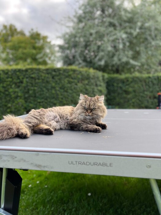 En långhårig katt ligger på ett grått bord utomhus med gröna buskar i bakgrunden.