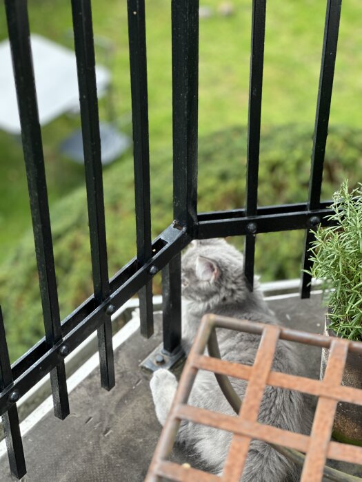 En grå katt sitter på en balkong, blickar utåt, omgiven av svarta räcken och gröna växter.