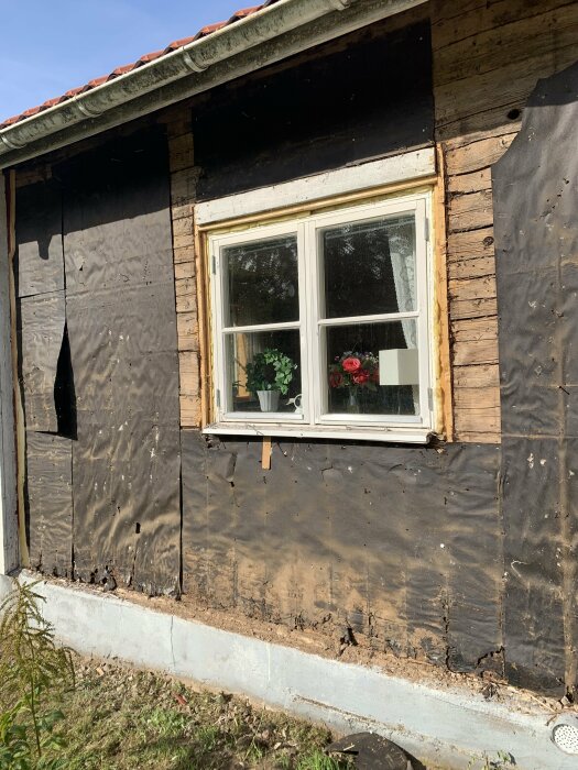 Fönster på slitet hus med skadad yttre vägg och blommor på fönsterbrädan. Renoveringsbehov synligt.
