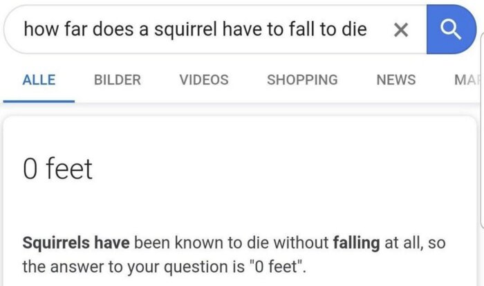 Sökresultat på skärm som svarar på fråga om ekorrar och fallhöjd med "0 feet".