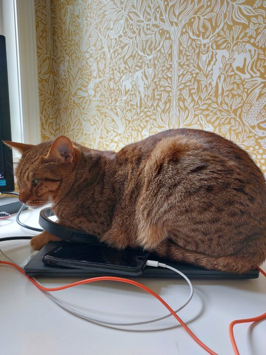 Brun katt ligger på laptop vid fönster, omgiven av elektroniska sladdar och bakgrund med gul tapet.