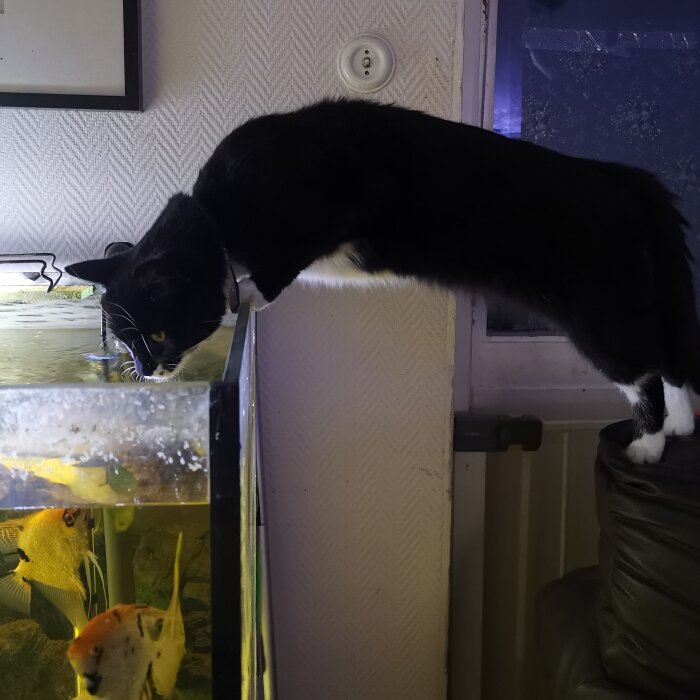 Svart-vit katt sträcker sig mot ett akvarium med fiskar, intresserad och nyfiken, inomhus scen.