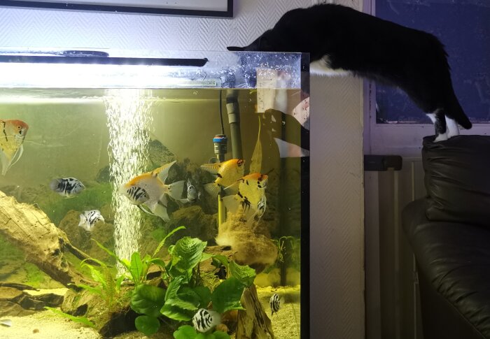 Svartvit katt tittar ner i ett akvarium med diskusfiskar och inredning, inomhus, kvällstid.