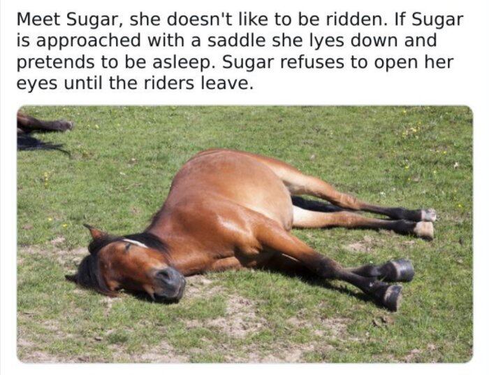 Häst vid namn Sugar låtsas sova för att slippa bli riden.