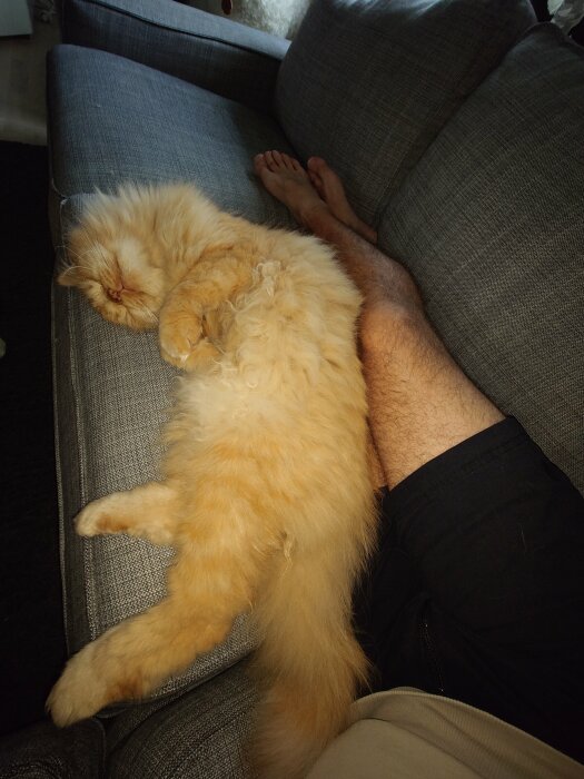 En fluffig gulvit katt sover bekvämt lutad mot en persons ben på en soffa.