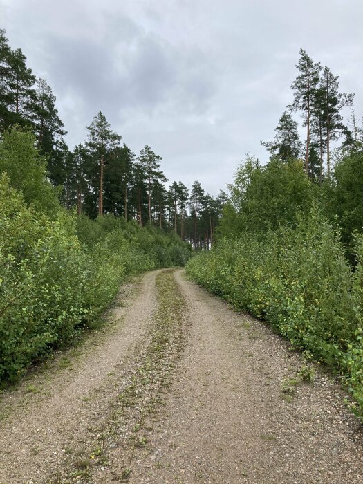 Grusväg i skog, tallar och gröna buskar, molnig himmel, naturlig och lugn miljö.