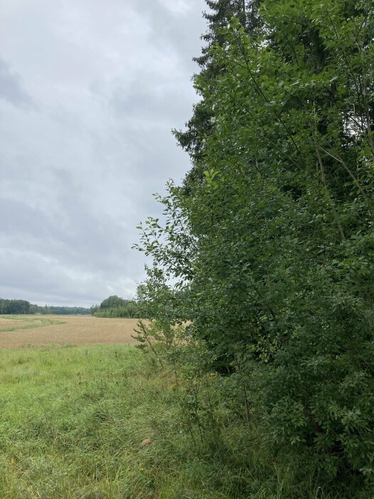 Lantlig scen med åker, träd, gräs och molnig himmel.