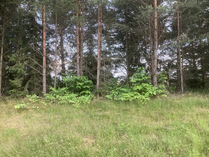 Skogsbryn med grönt gräs och höga barrträd. Naturen verkar vara orörd och lugn.