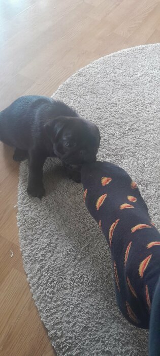 Svart valp tuggar på en person med hamburgarmönstrade sockor inomhus.