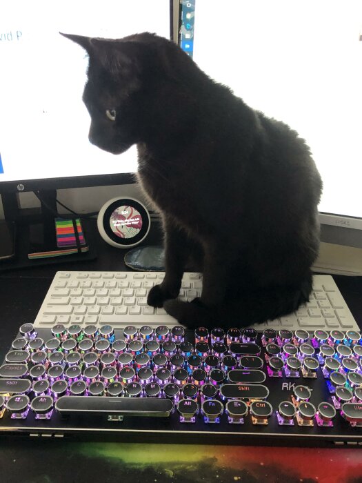 Svart katt sitter på mekaniskt tangentbord framför datorskärm. Kontorsmiljö. Skrivbordsaccessoarer synliga.