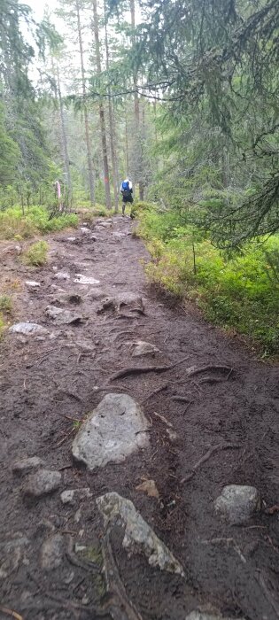 En vandrare med ryggsäck vandrar på stenig skogsstig omgiven av träd och grönska.