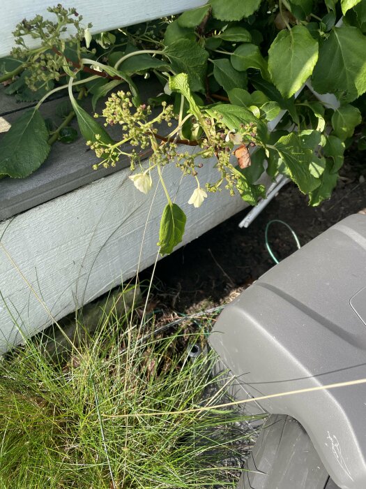 Växter nära trästruktur, del av däck syns, solljus, gräs, odefinierbara små blommor eller knoppar.