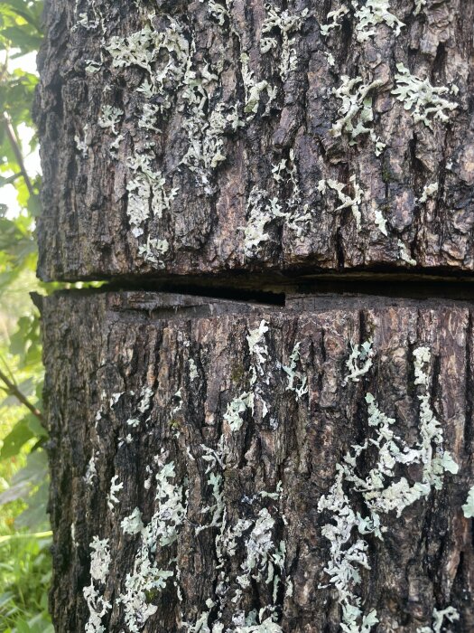 Trädstammar täckta med lav, texturerad bark, närbild, ingen synlig himmel, dagsljus, vertikal bild.