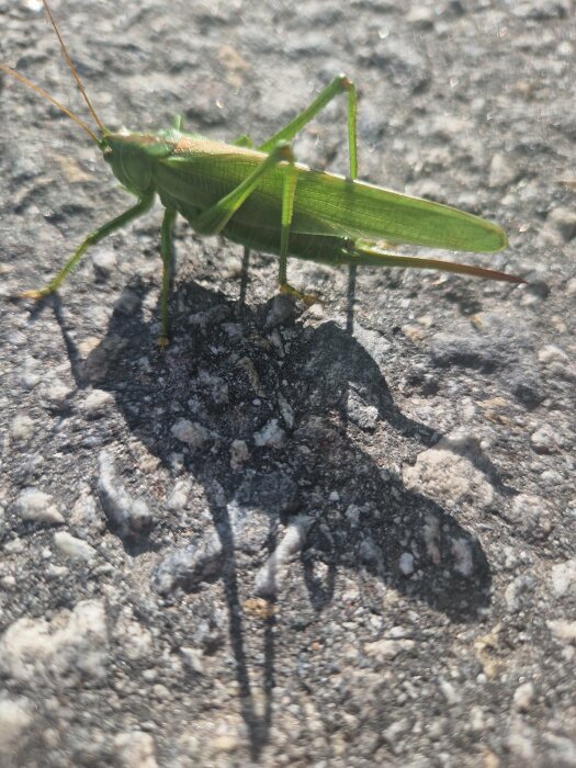 Närbild på en grön gräshoppa som sitter på en grov asfaltsyta under soligt väder, med skarp skugga.