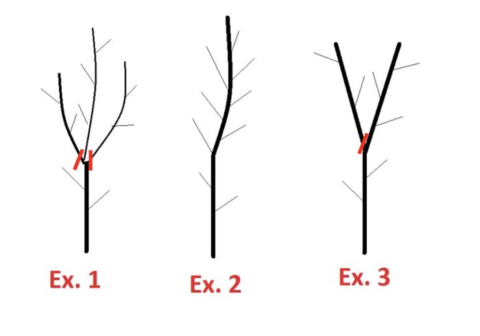 Tre illustrationer av grenar, korrekt och felaktig beskärning indikerad med röda markeringar.