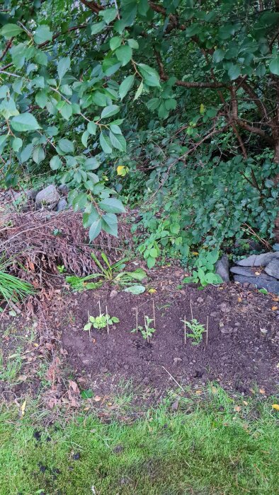 Trädgård med små plantor, jord, stenar och gröna buskar, nyligen påbörjad odling.