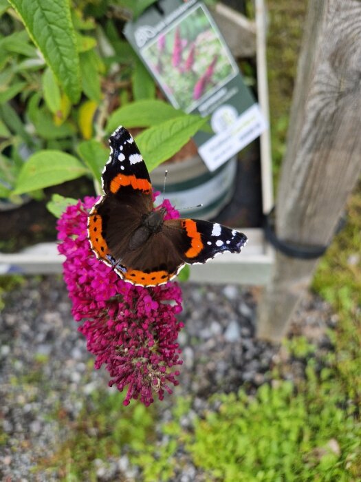 En fjäril med färgglada vingar sitter på lila blommor nära en växtetikett.