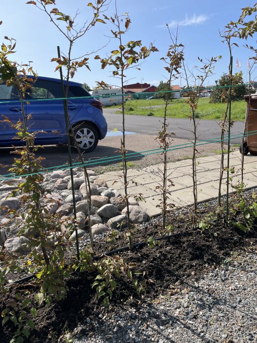 En rad unga träd plantade nära grus, med blå bil och röd byggnad i bakgrunden.