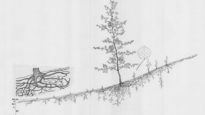 Svartvit ritning som visar en växts rot- och skottsystem tvärsnitt, med detaljstudie till vänster.