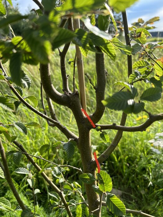 Ett träd med gröna löv markerat med rött, i solljus mot suddig naturbakgrund.