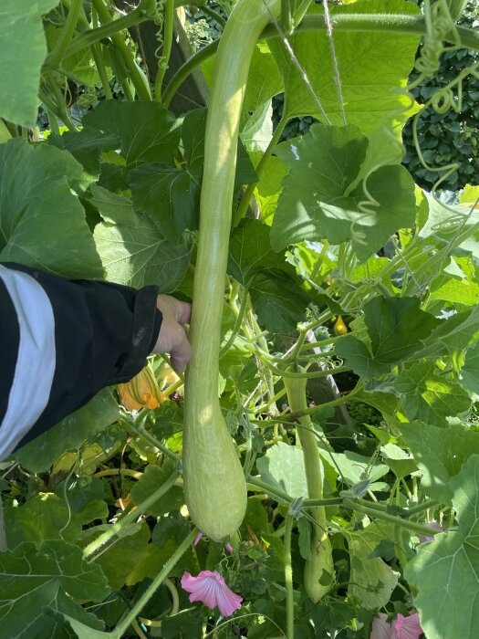 En person håller en stor, lång, grön squash i en trädgård med gröna blad och rosa blommor.