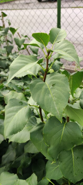 Grön växt med stora blad framför staket, liten insekt på ett blad, suddig bakgrund.