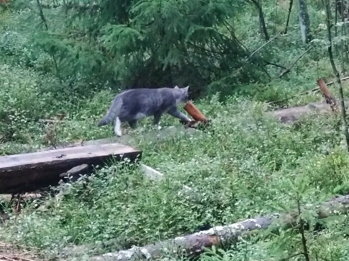 Grå katt går i skog med brun föremål i munnen, omgiven av gröna växter och trädstammar.