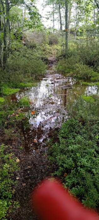 En översvämmad skogsstig med reflektioner av träd och himmel; gröna blad nära, med suddighet i förgrunden.