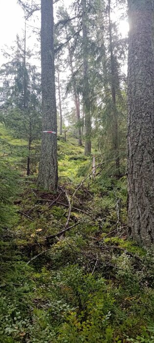 Skog med gröna växter, mossbeklädda mark och träd med rödvita markeringar, troligtvis avverknings- eller vandringsledstecken.