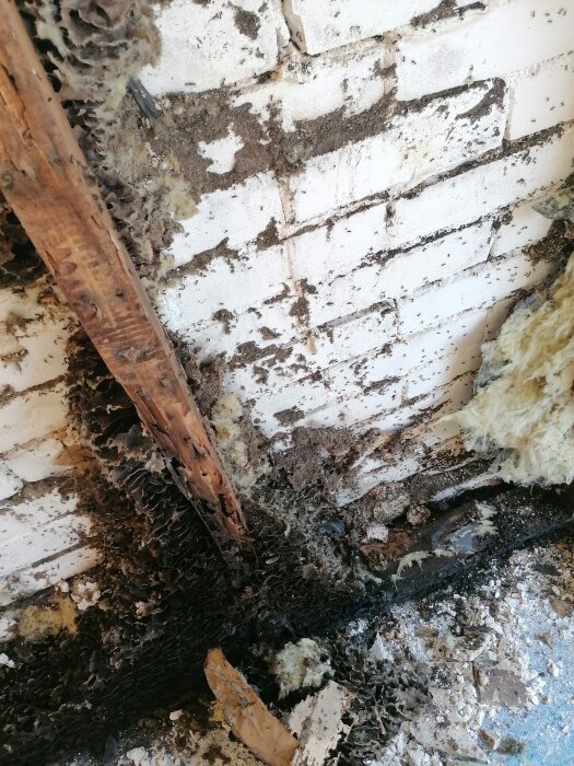Fuktskada och mögel på trä och isolering med synliga tegelväggar. Nedbrytning och skador i byggnadens struktur.