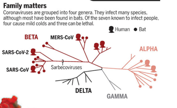 Bild på fylogenetiskt träd som visar coronavirusgrupper, inklusive SARS, MERS och COVID-19 varianter.
