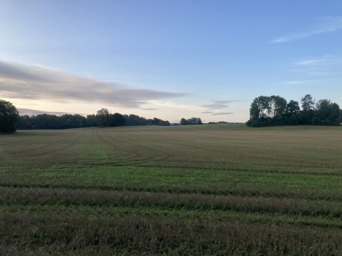 Ett öppet fält med spår efter skörd, träd i bakgrunden, molnig himmel vid gryning eller skymning.