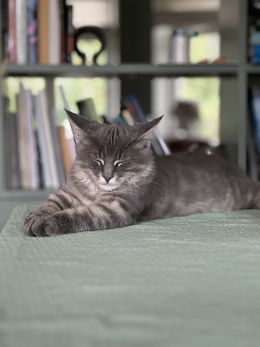 En grå katt med lurviga öron vilar på en gröntäckt yta, med en suddig bokhylla i bakgrunden.