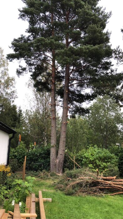 Två stora träd, grönt gräs, avklippta grenar, trädgårdsmöbler under konstruktion, molnig himmel.